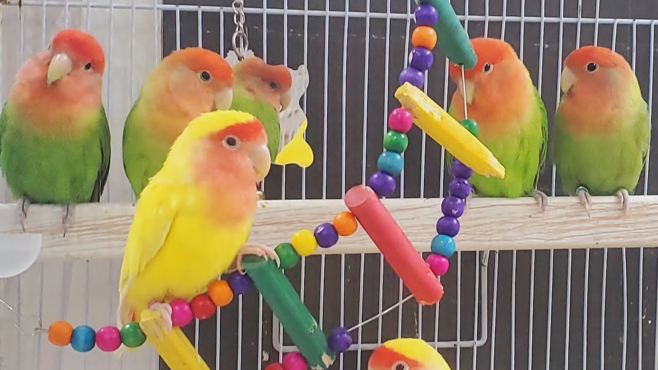 The Melodic Language of Lovebird Happiness 🎵 🦜