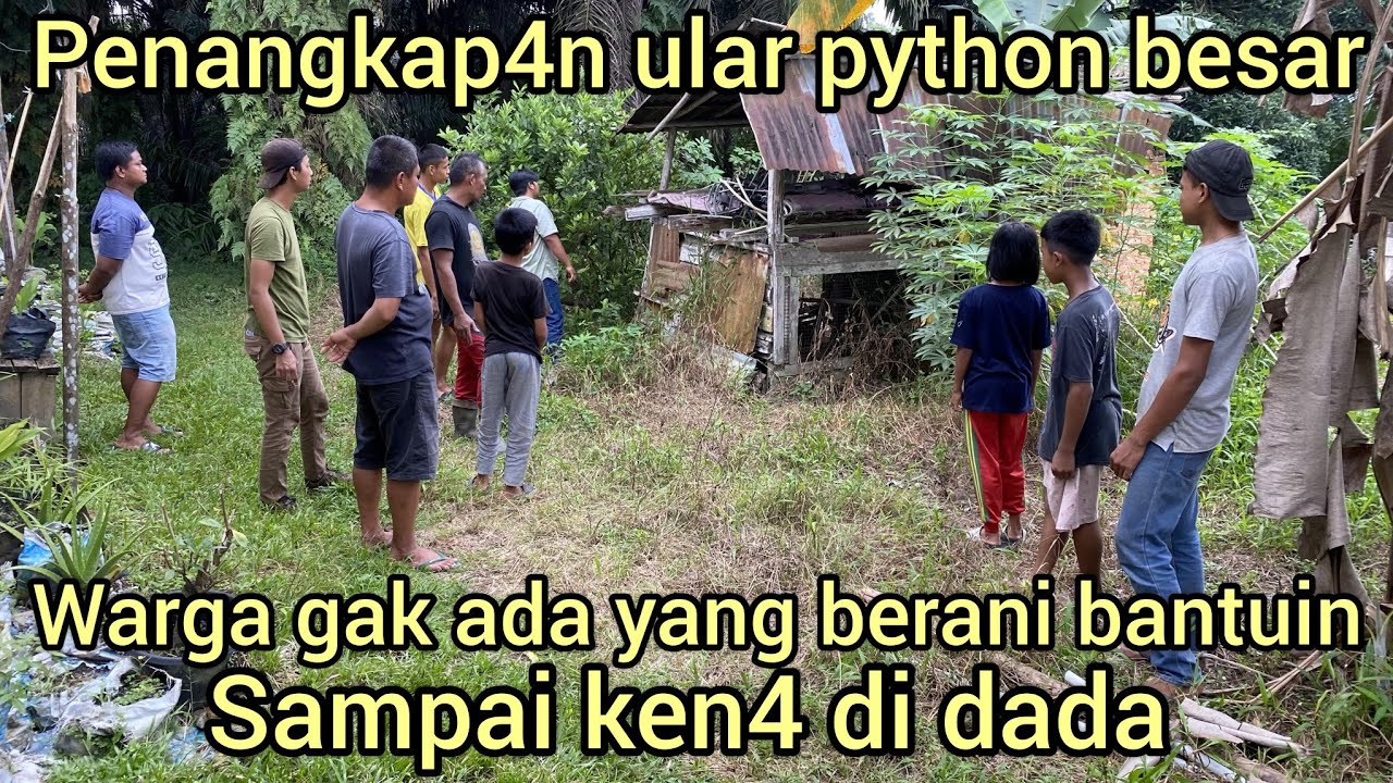 BIKIN GEGER PENANGKAP4N ULAR PYTHON BESAR DI BELAKANG RUMAH WARGA,GAK ADA YANG BERAN1 BANTUIN