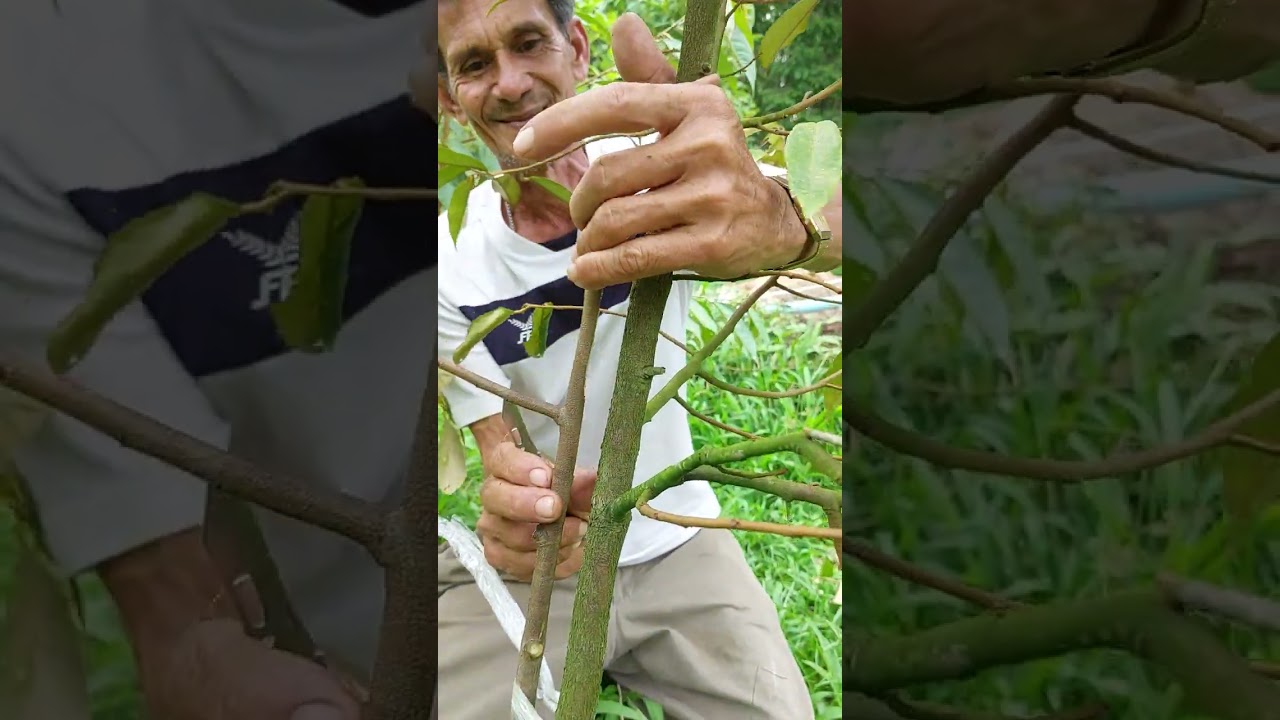 วิธีการเสริมรากทุเรียน