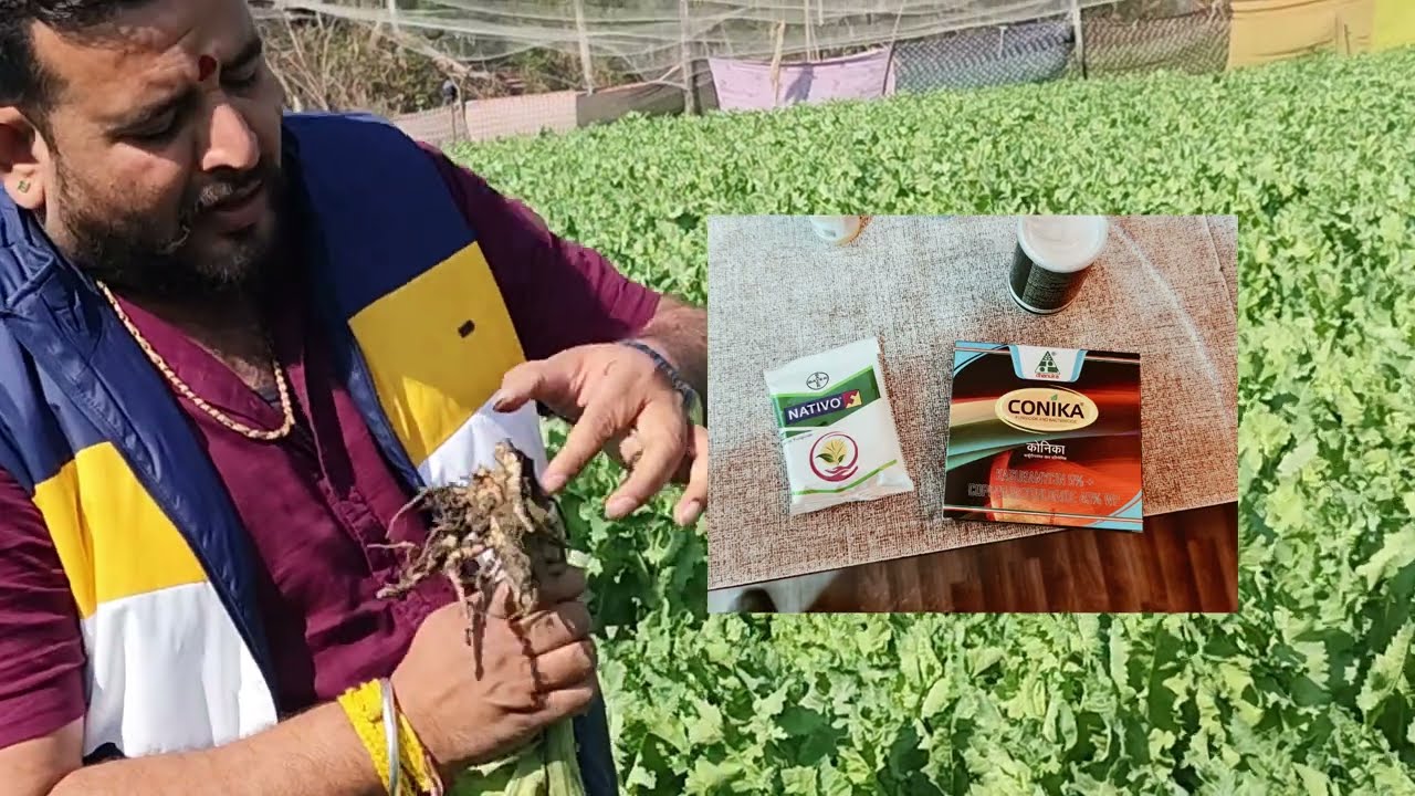 "काला सोना: तना सड़न की गंभीर समस्या और इसका प्रभावी समाधान"(