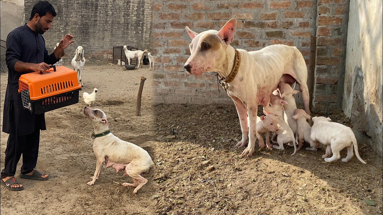 Bilo na Bachy dy dia 😃 Kohati Gultair Puppies 🐶 Pure Gultair dog in Pakistan 