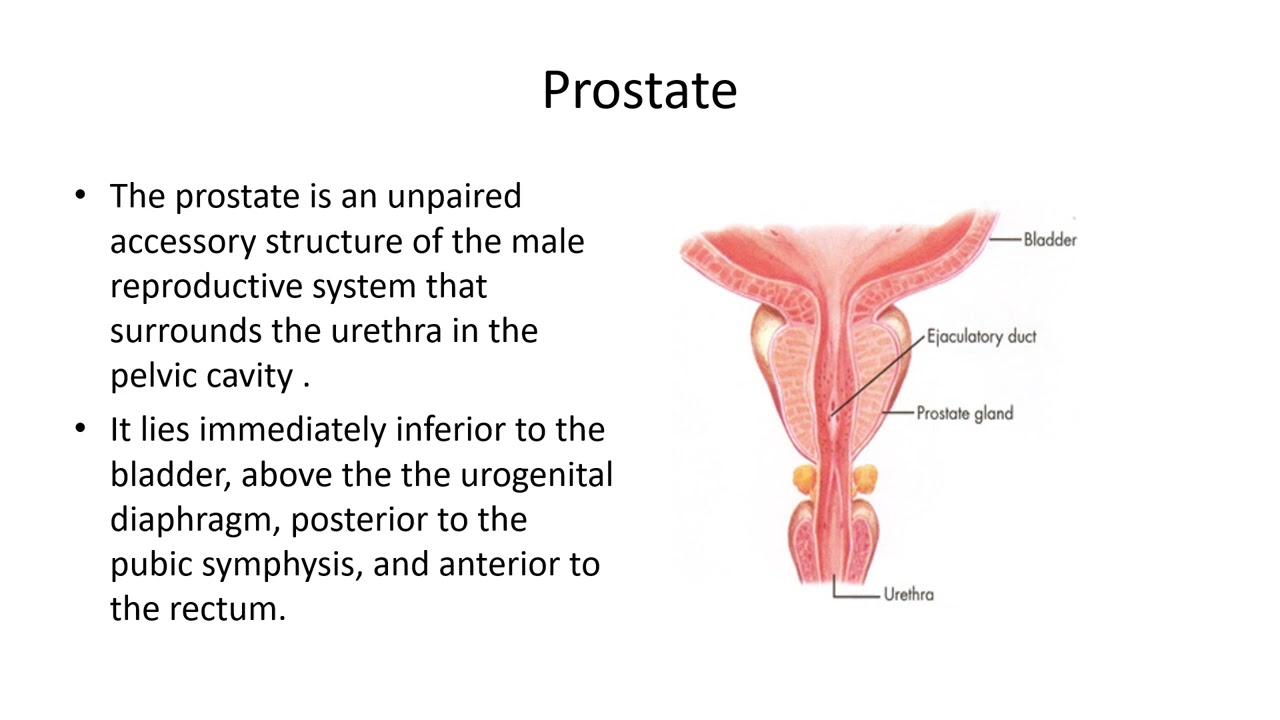 Male Reproductive system part2
