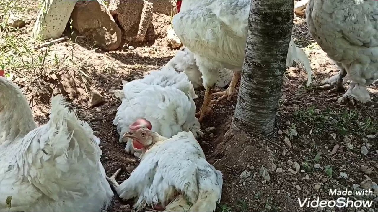 Ligorin tavuğunun &ouml;zellikleri