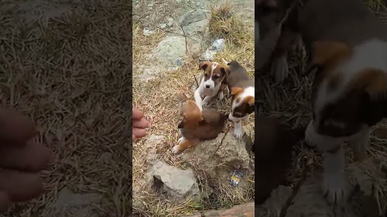 🌺..ye dekho chhote  cute puppy...🐶🦮🦮🏵️