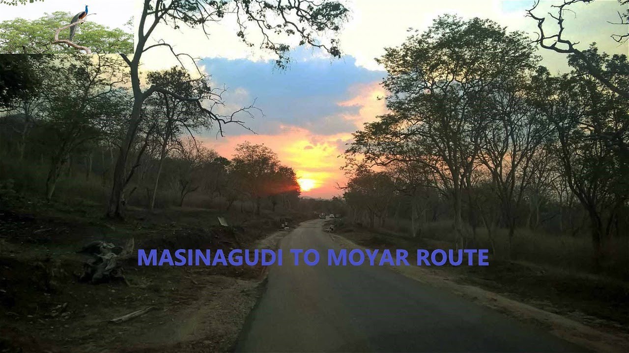 Masinagudi To Moyar Road