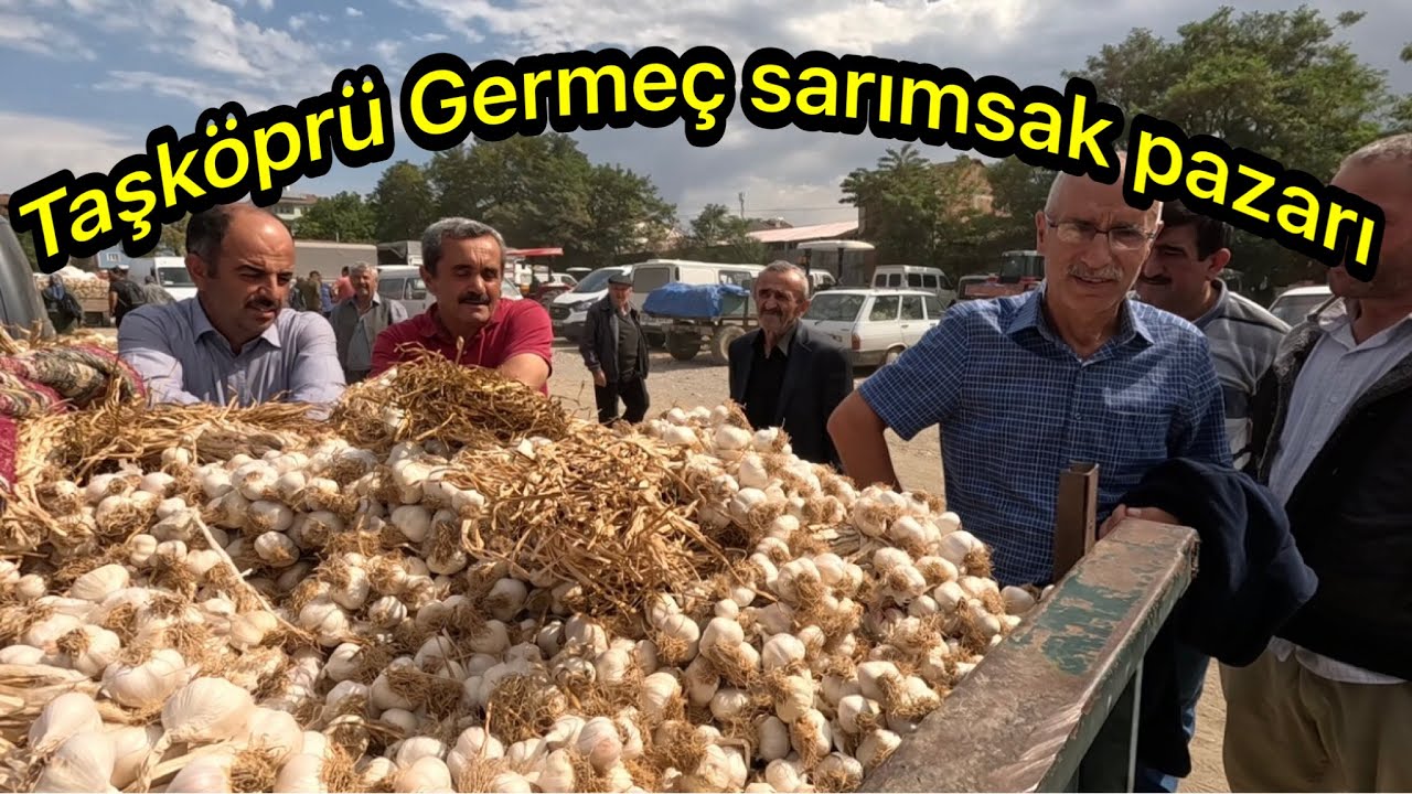 Kastamonu Taşköprü Germeç ( Ala tarla ) Haftalık güncel sarımsak fiyatları￼ 22/08/2024