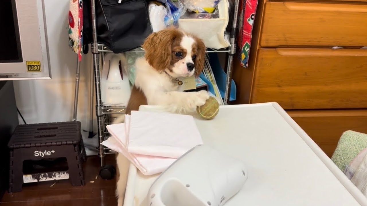 眠れぬ夜のヒーリング　＠34  「2026年のご挨拶　and まだまだ赤ちゃん3台目　👶」　　かわせヒールサロン