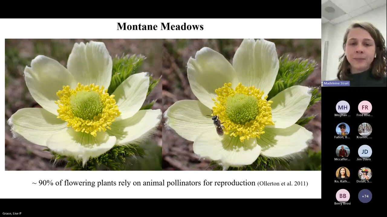 Effect of tree encroachment on meadow plants and pollinators at Mount Rainier National Park