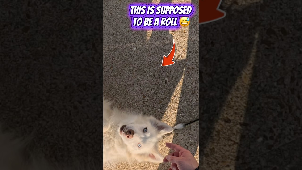 This Husky Turned a Roll Into a Full Drama Scene