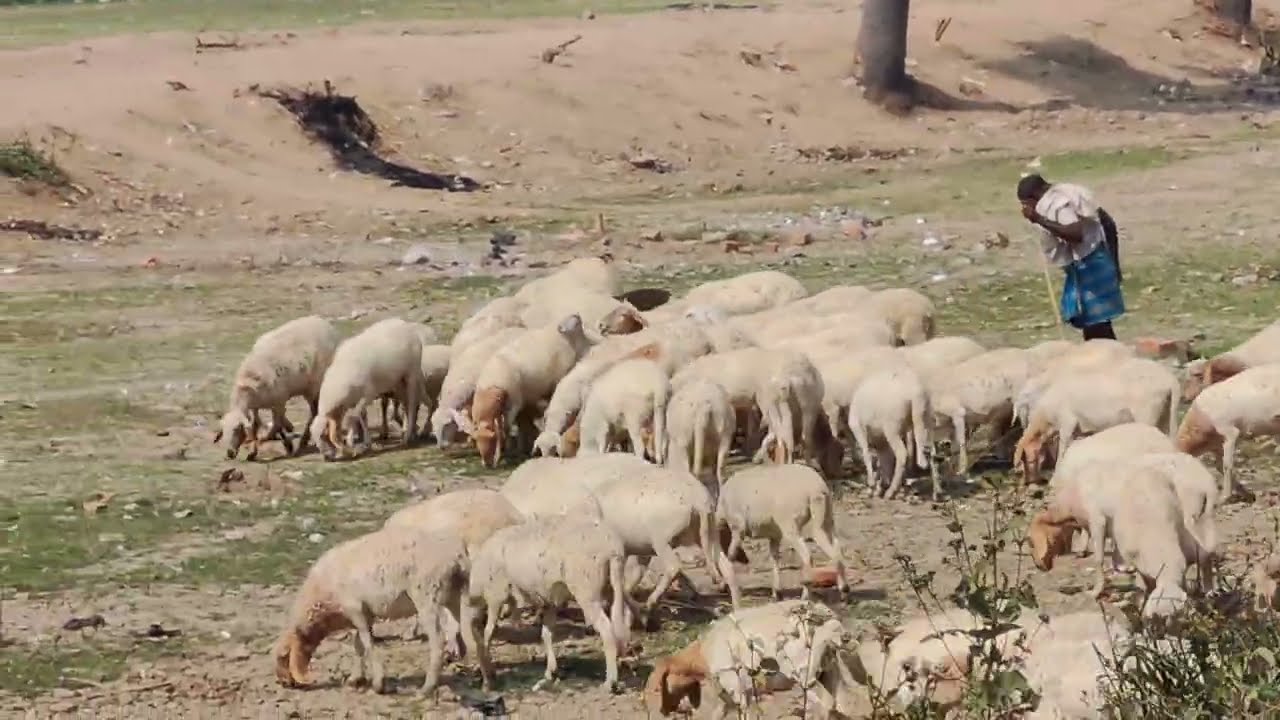 भेंडों का झुंड यज्ञ के मैदान में जमा हो गया है। #bhend #pranambihar 