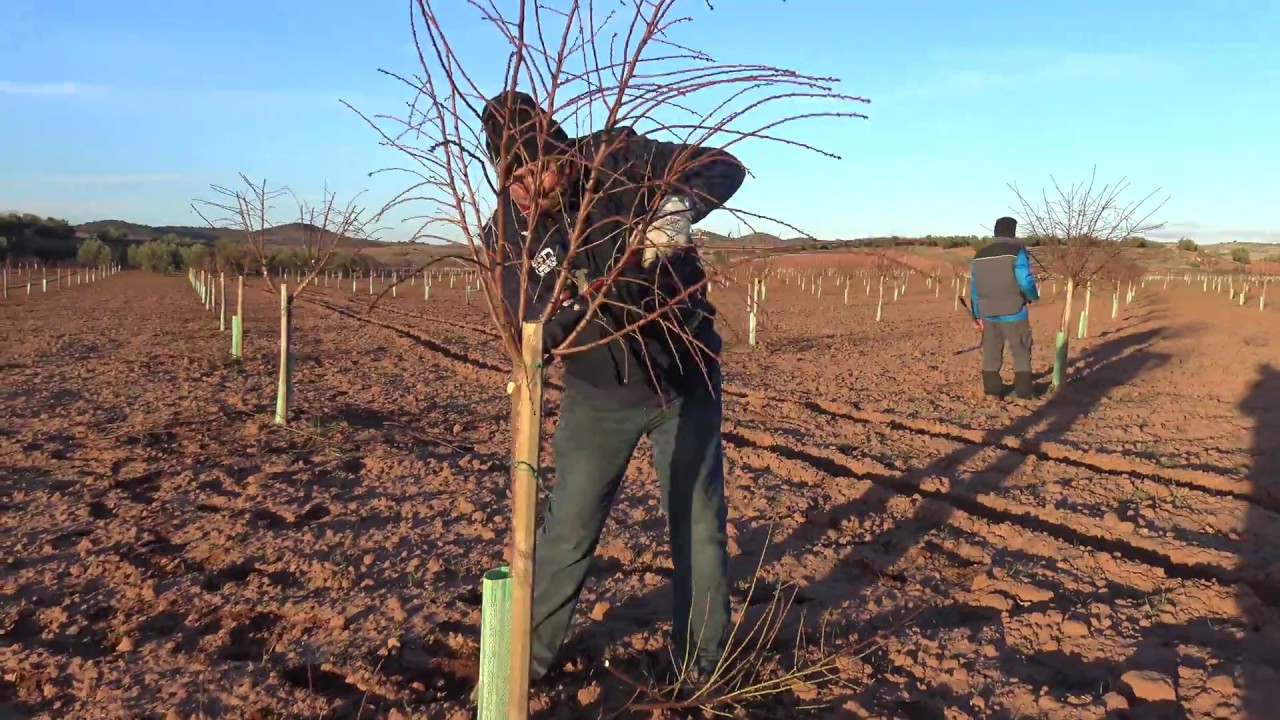 Poda de Formación Variedad Penta 2º Año- Secano