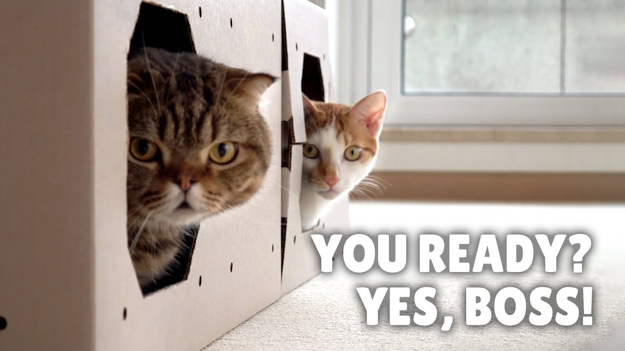 Вы Готовы? | Kittisaurus Villains