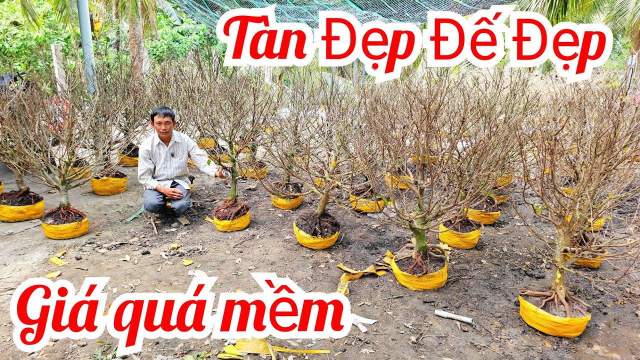 Anh Vũ 📲 0866173290 lô mai tàn đế Vip giá rẻ mai Giảo Thủ Đức 16/3 (@MaivàngQuêdừa)