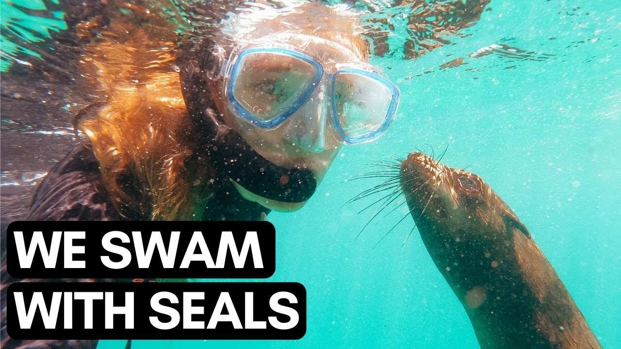 SWIMMING with 8000 SEALS | What it COSTS and where to do it | VLOG #092