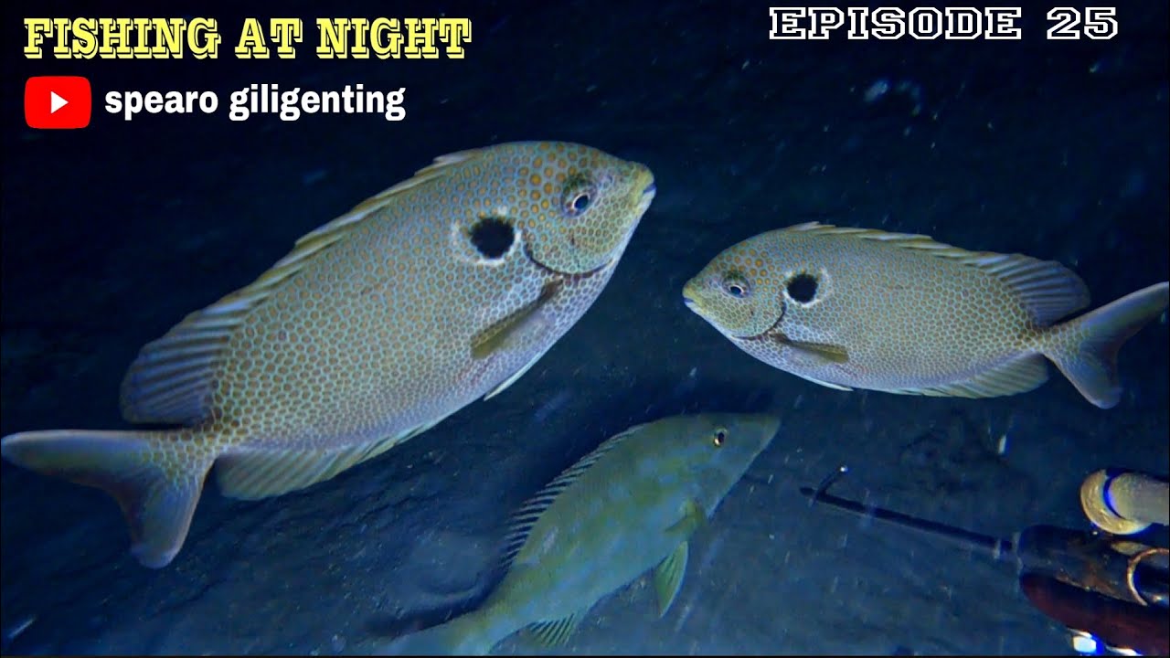 NIGHT SPEARFISHING EPISODE 25 || panen ikan baronang
