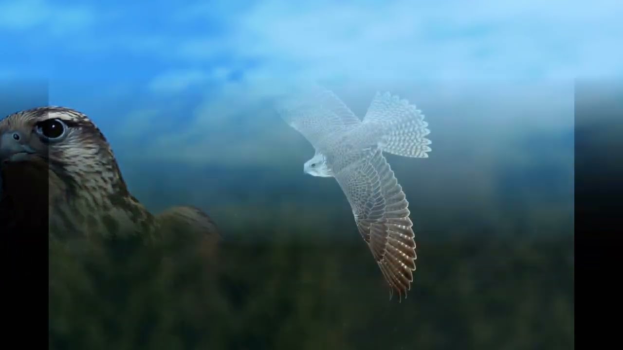 Flight of the Gold and White Falcon(Adamson) - P.M. Adamson