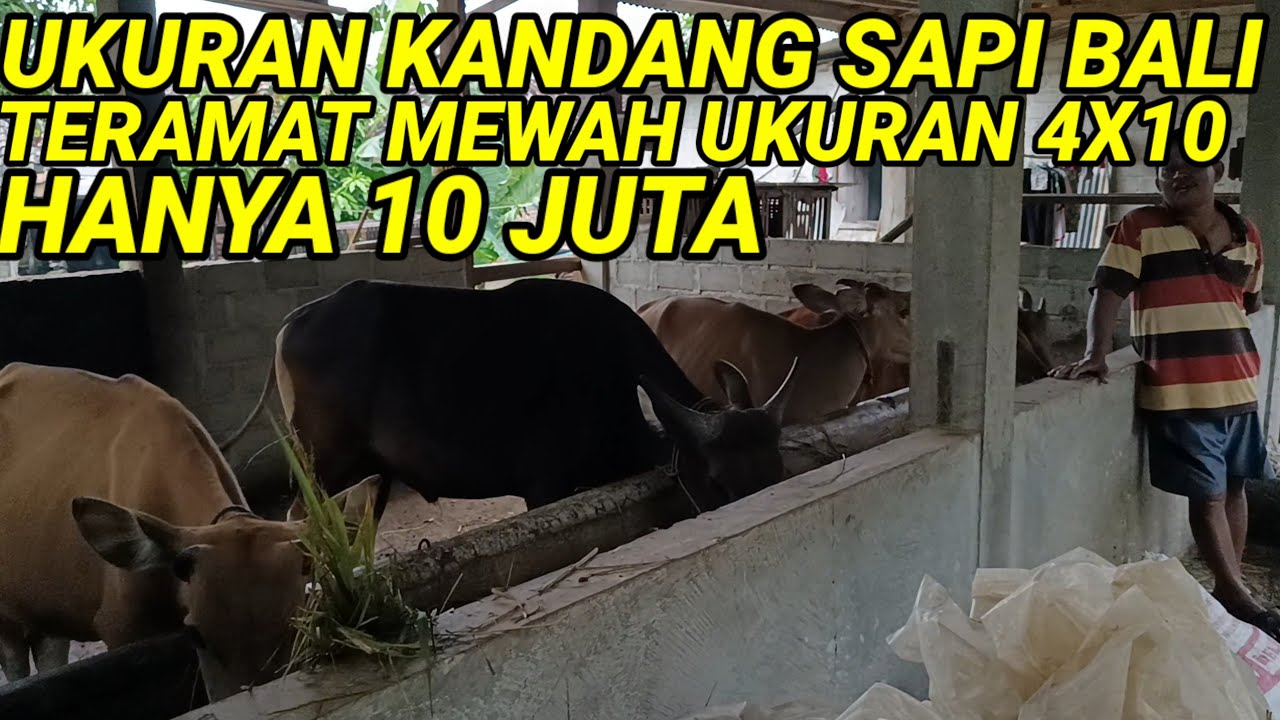 BUAT KANDANG MEWAH UKURAN 4X10 HANYA 10 JUTA