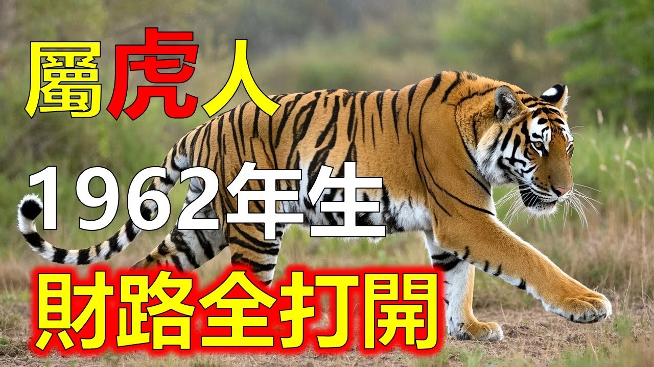 1962年屬虎人，你將迎來10年金運，想不順都難。#2026虎#生肖虎 #1962虎
