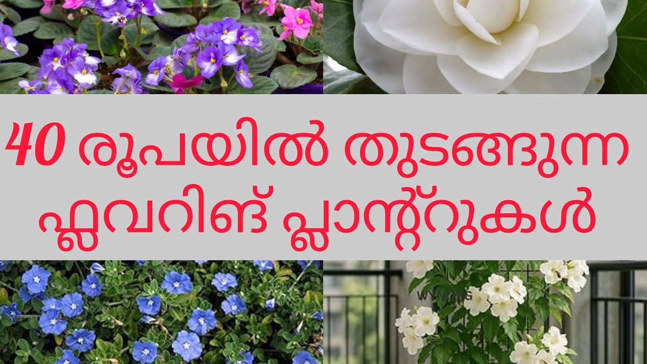 Sale🌹starting ₹40,whatsapp 9495745710#greenoasisgarden#plantsale