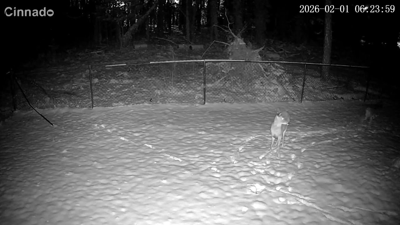 Deer and Snow 2/1/26