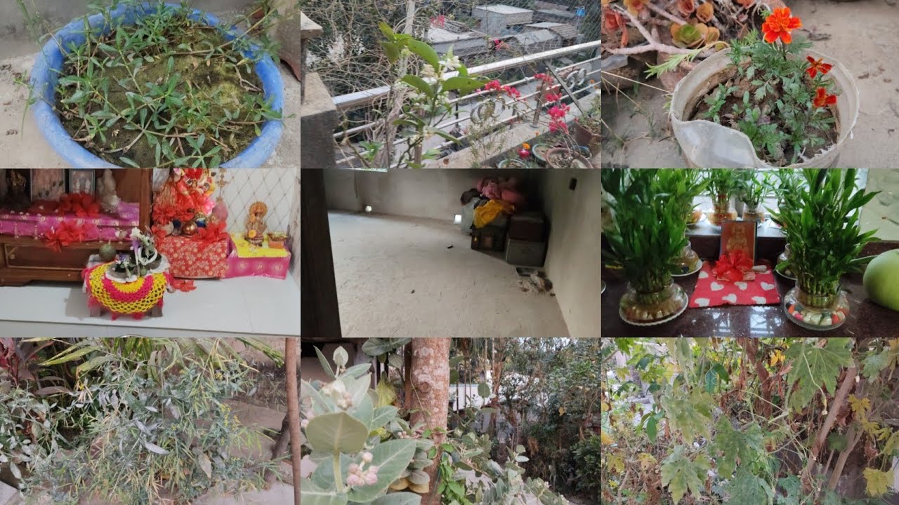 গরিবের হোম টুর হয় না তাও ছোট্ট করে দেখালাম। এত ছোট গাছের ফুল হবে ভাবতে পারছি নাzl❤️#amardinervolg 