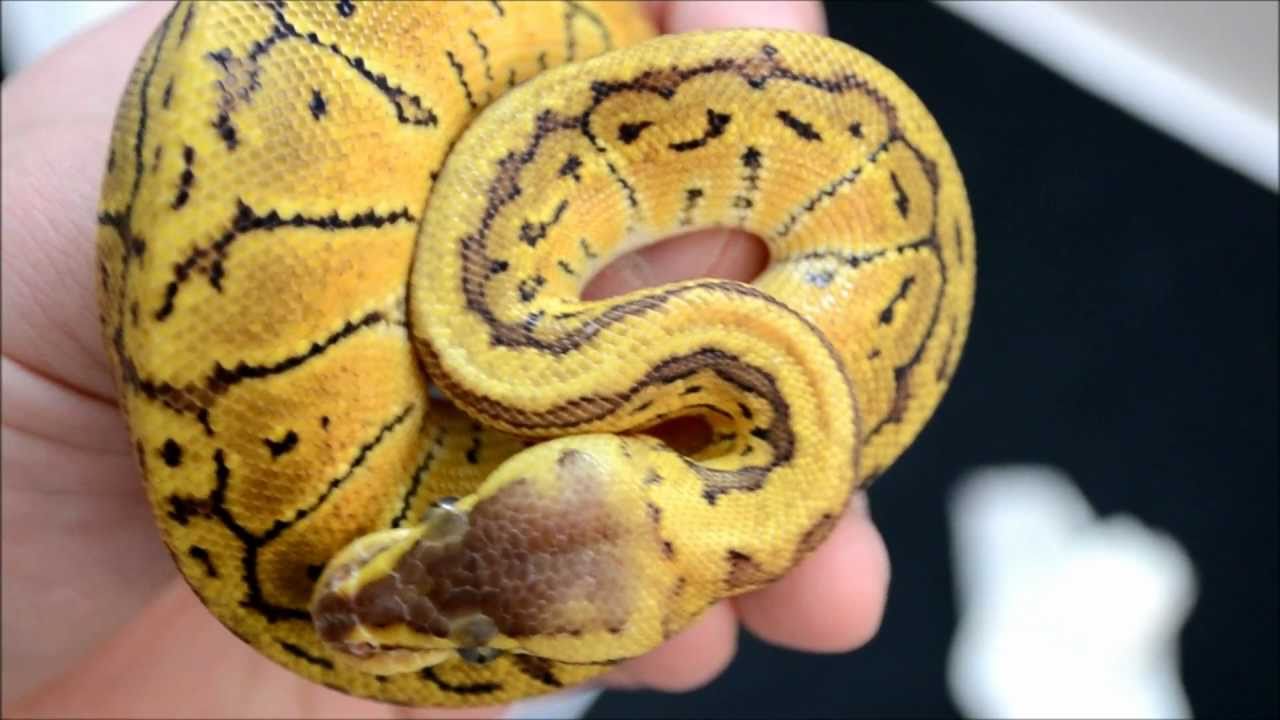 Unboxing a Lemon Blast Ball Python