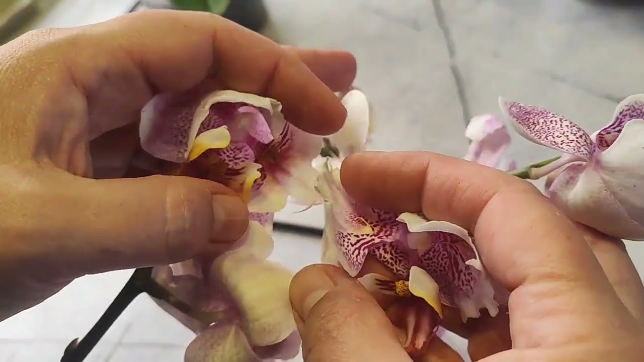 #144 ОрхоVLOG пришла грустинка. Хочу зацвести бабочку El.Lava О защипах. 