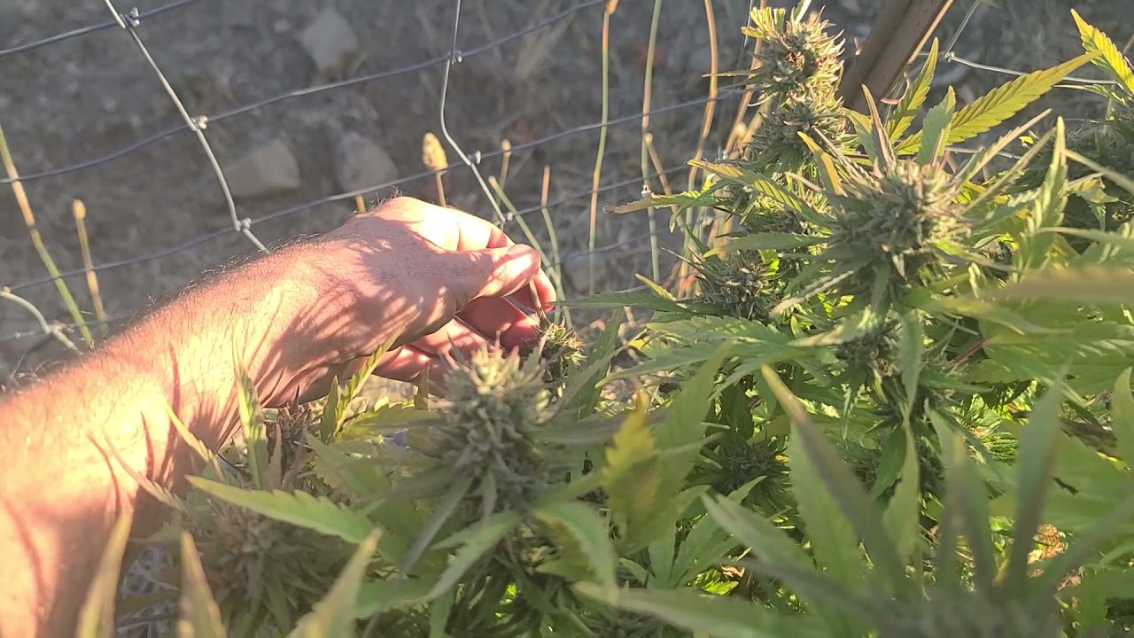 Buddah Garden Terp Tour 2021: Orange Harletsu x Ringo's Gift and Tree Tobacco