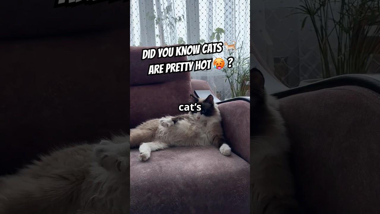 How Hot is a Cat? Their Temperature Might Surprise You 