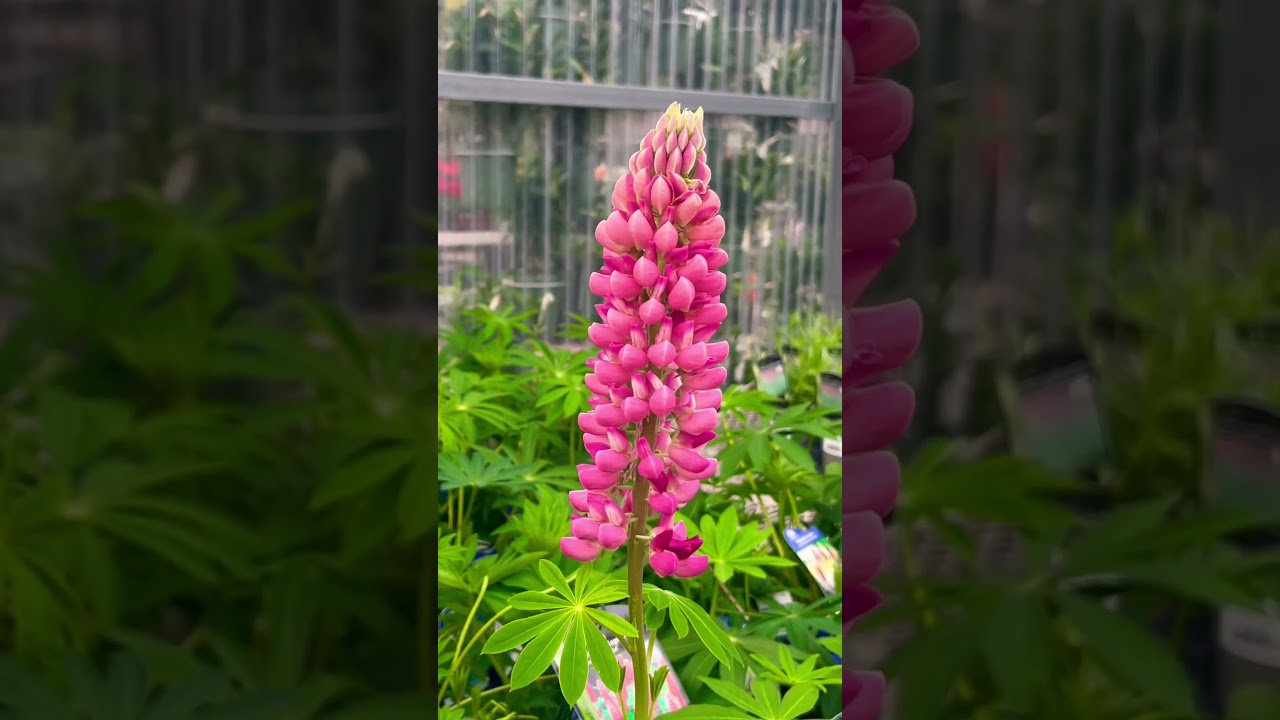 Lupine Flower | How beautiful this flower 🌸 #canada #gardencenter #spring