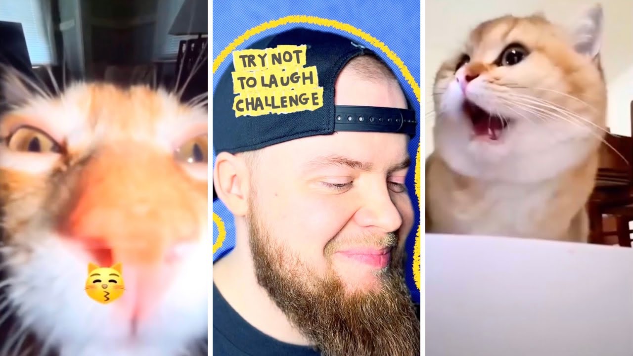 BEST Face the Funny Try not to laugh Challenge Compilation Part 16 