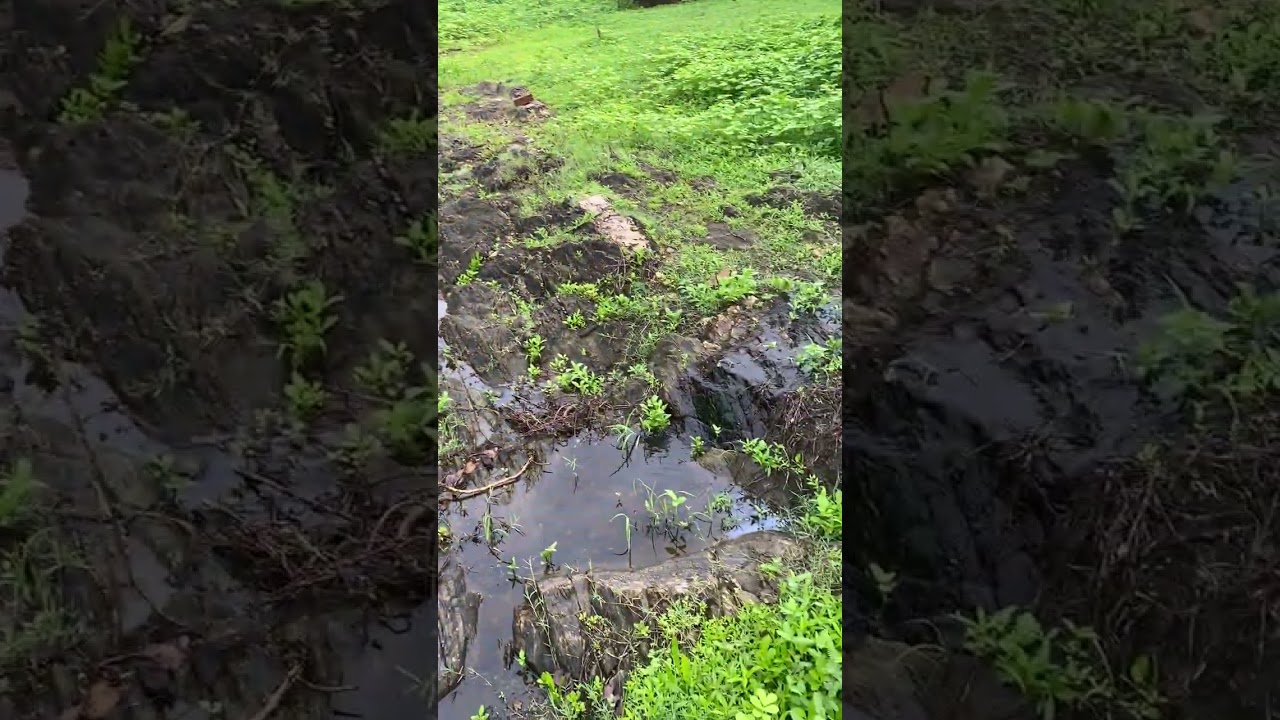 Chuva grande é que entope riacho! Riacho Seco com muita água, sertão da Várzea do Pinto, Sobral/Ce💧💧