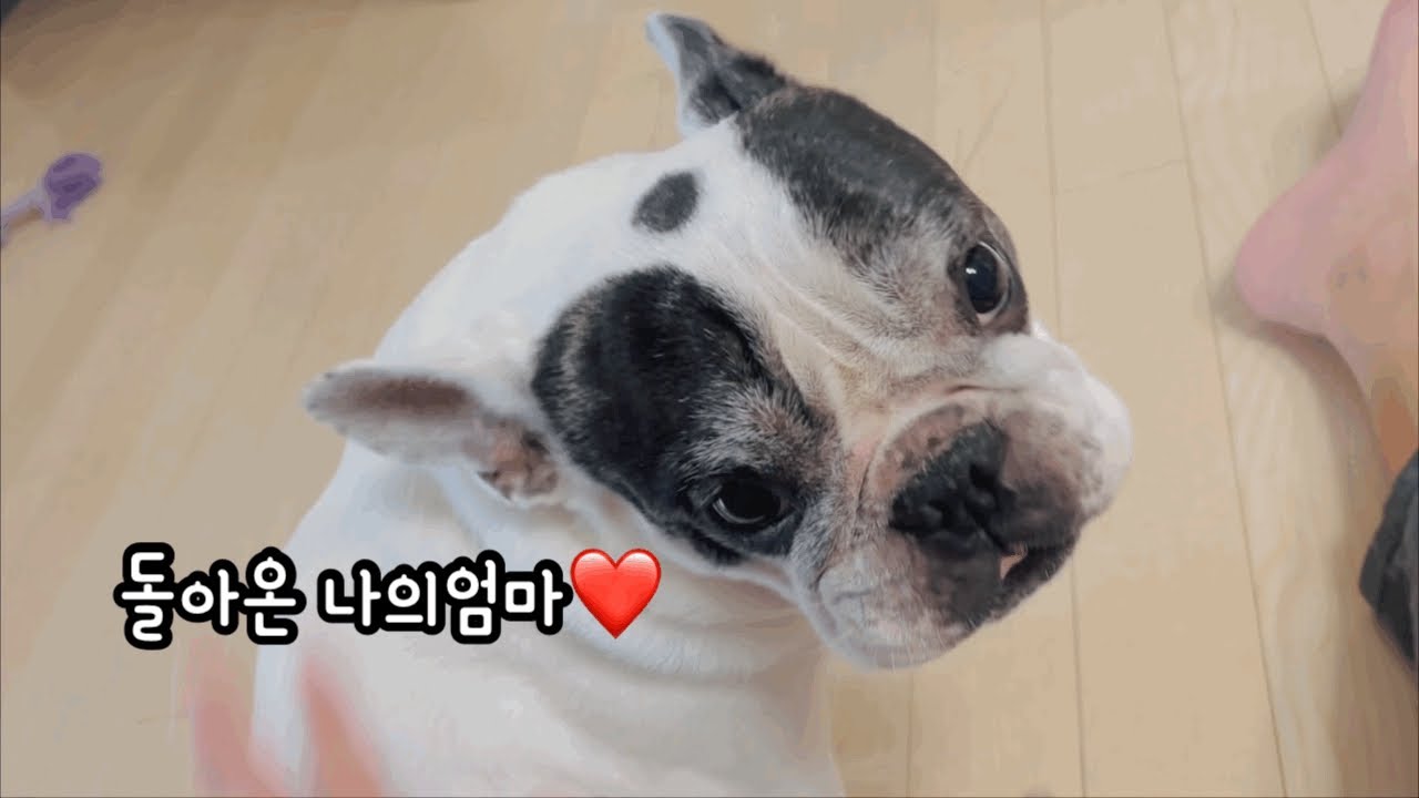 엄마가 돌아왔다