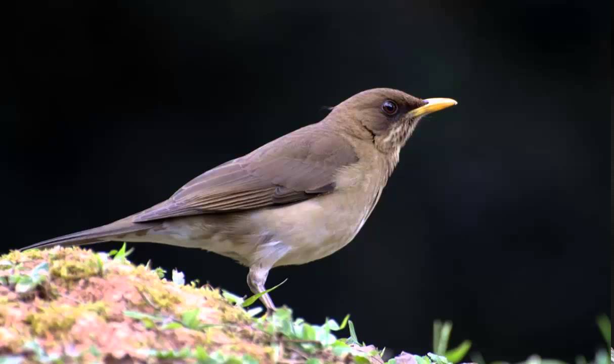 Zorzal Chalchalero Cantando Sonido para Llamar El Mejor
