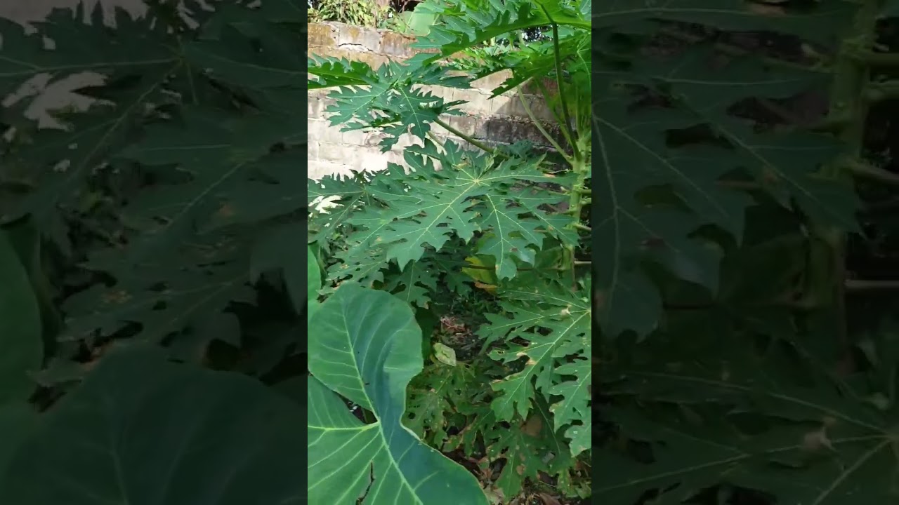 # mini garden tayo guys🤣😬😂😜