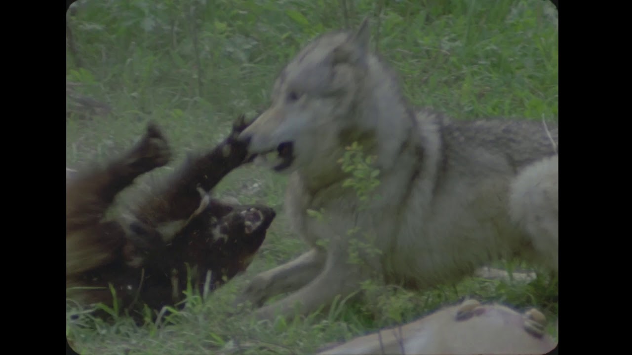 WOLVERINE ATTACKS WOLF