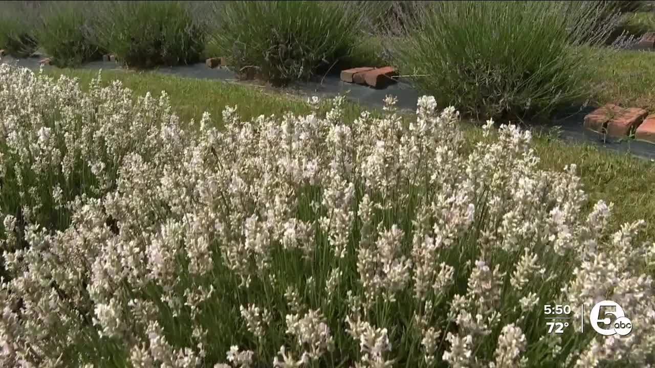 Orrville lavender farm is giving back to the community in many ways