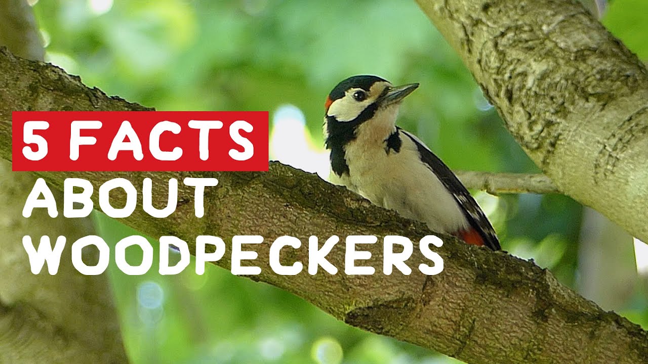 5 facts about the Great Spotted Woodpecker