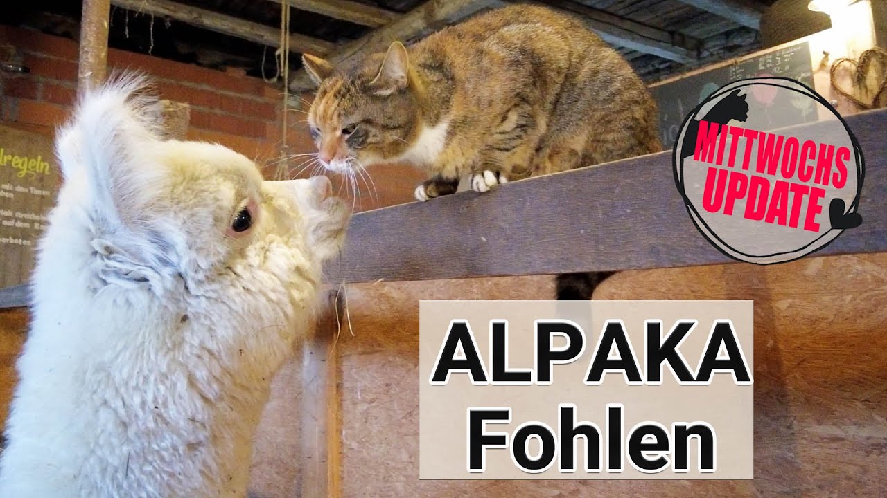 Alle lieben Rosie ❤🐈