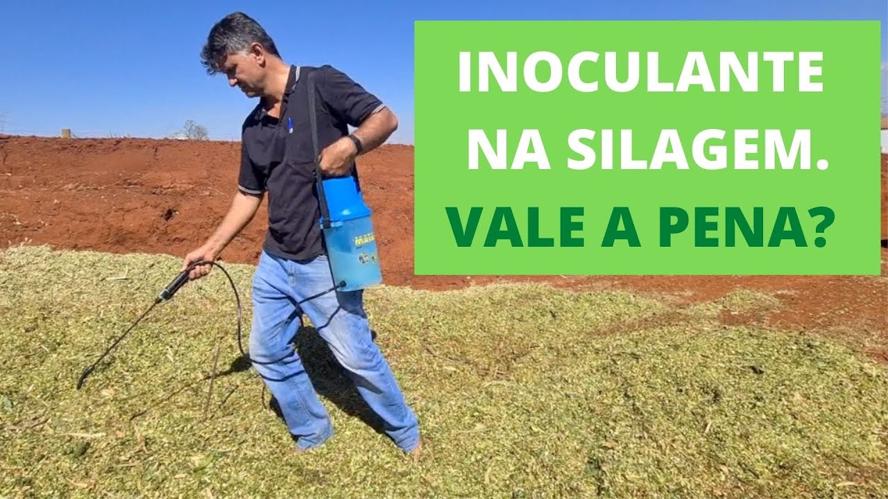 CONSERVAÇÃO DA SILAGEM. SERÁ VALE A PENA USAR BACTÉRIAS?
