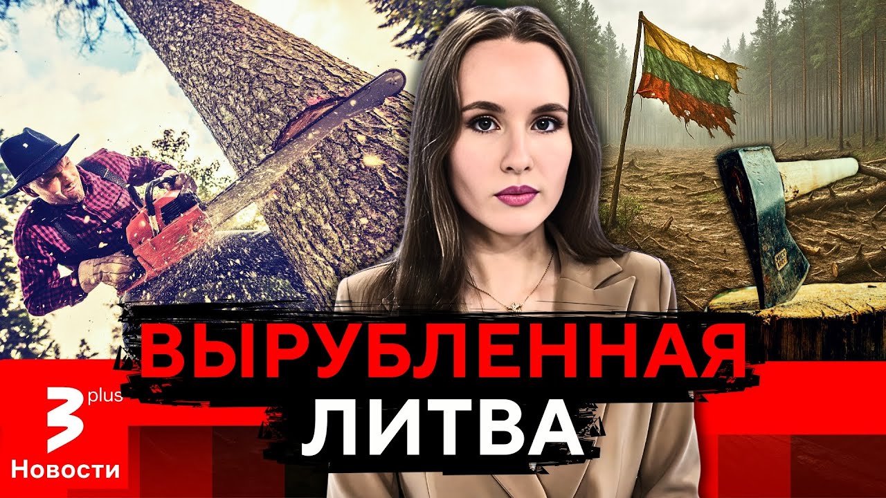 Сосны &ndash; под топор: в Литве борются против уничтожения &laquo;лесного рая&raquo;