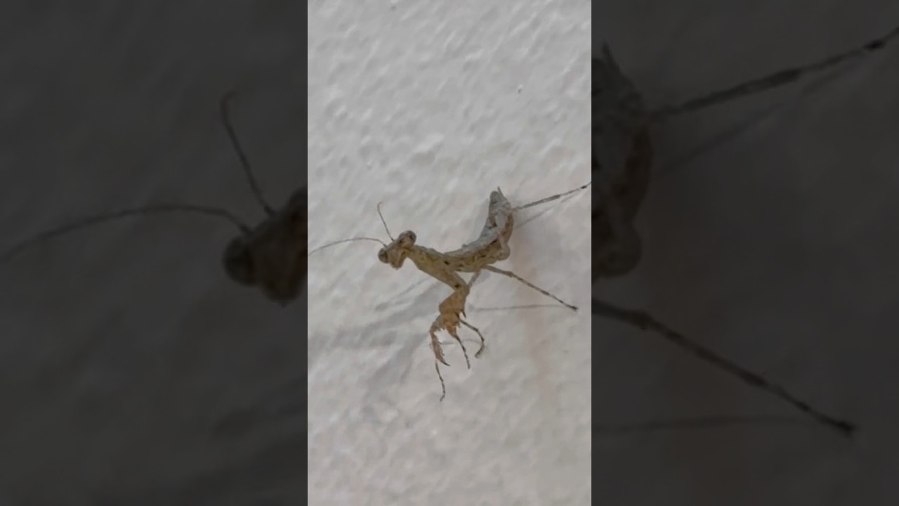 Mantis Religiosa: buen presagio, simbolizando paz, paciencia, concentración y sabiduría para esperar