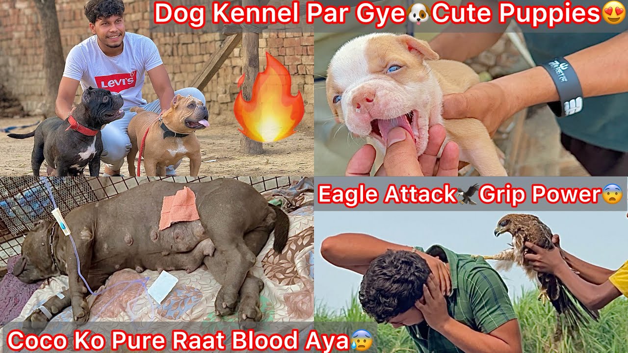 Coco K Pet Se Pure Raat Blood Nikla😰 Eagle Vs Bhagat🦅 Dog Farm K Liya New Dogs Aaynge🐶Kennel Par Gye
