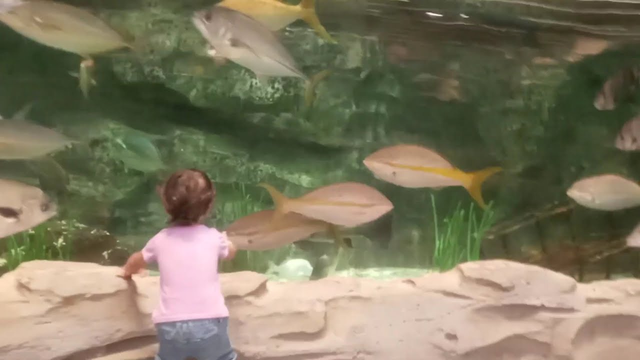 Oceana’s Candy Store. Pmags, Yellowtail, And Pompano