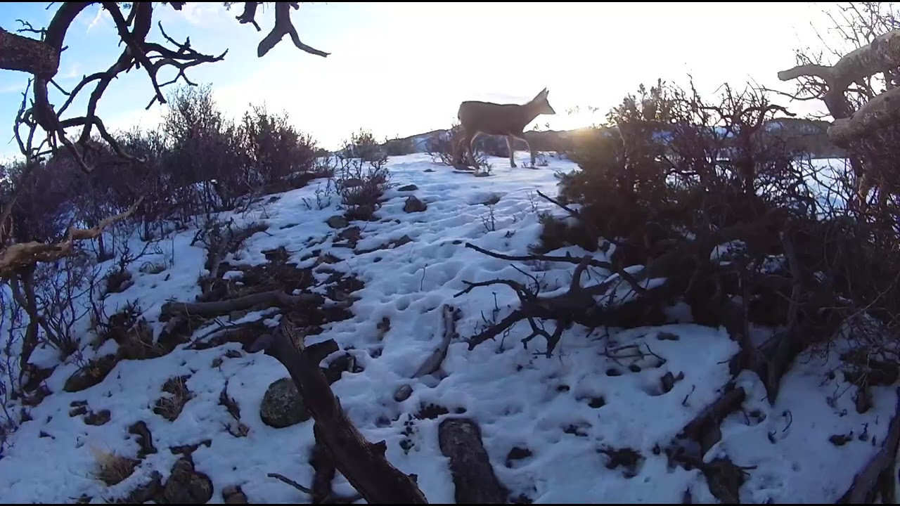 Visitor of the Dawn!