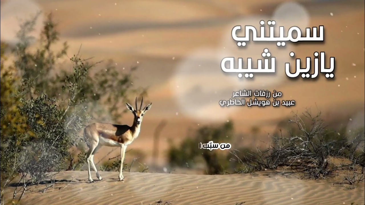 سميتني يا زين شيبه