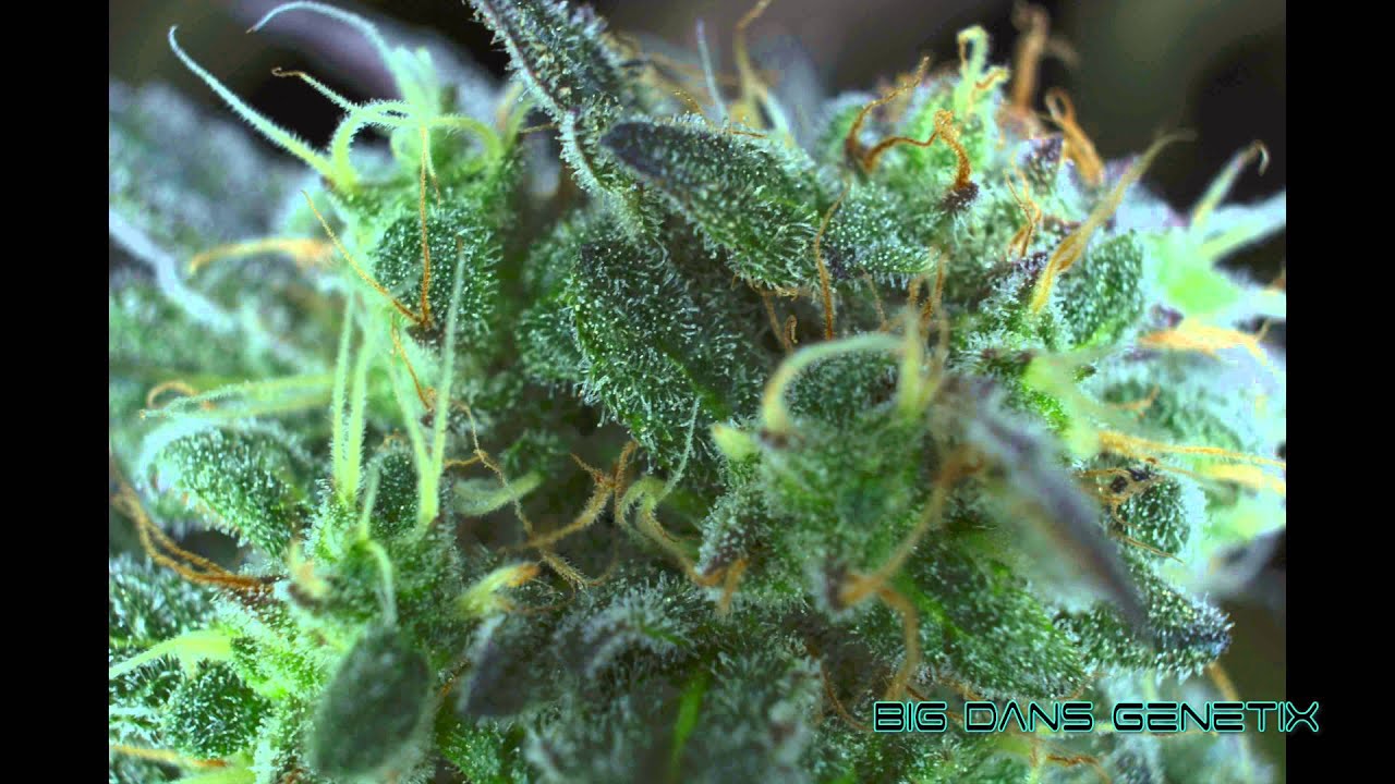 Macro Medical Marijuana Photography in 4k Ultra HD