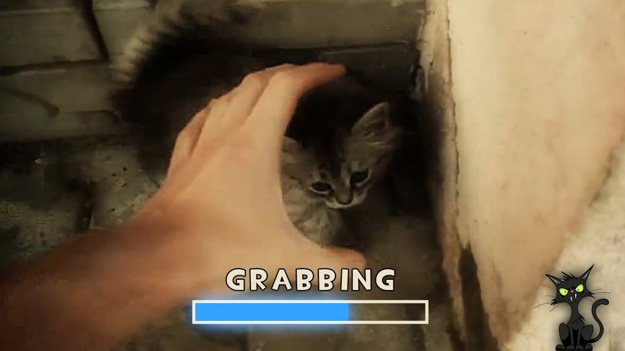 Игра «Хватай кота»