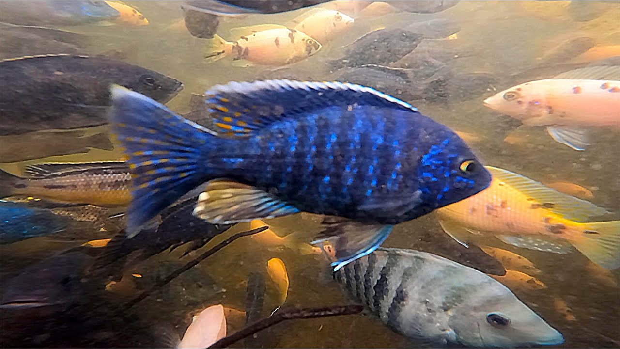 Sump FISH!!! • Come meet them