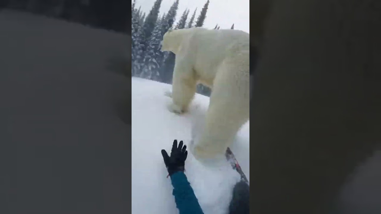 BEAR ATTACK🤯 Watch This Crazy Polar Bear Moment 